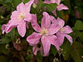 Clematis Comtesse de Bouchaud IMG_7245 Powojnik